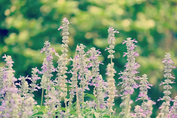 Blumen mit Filtereffekt im Retro-Vintage-Stil — Stockfoto