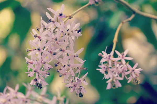 Fiori di orchidea effetto filtro retrò stile vintage — Foto Stock