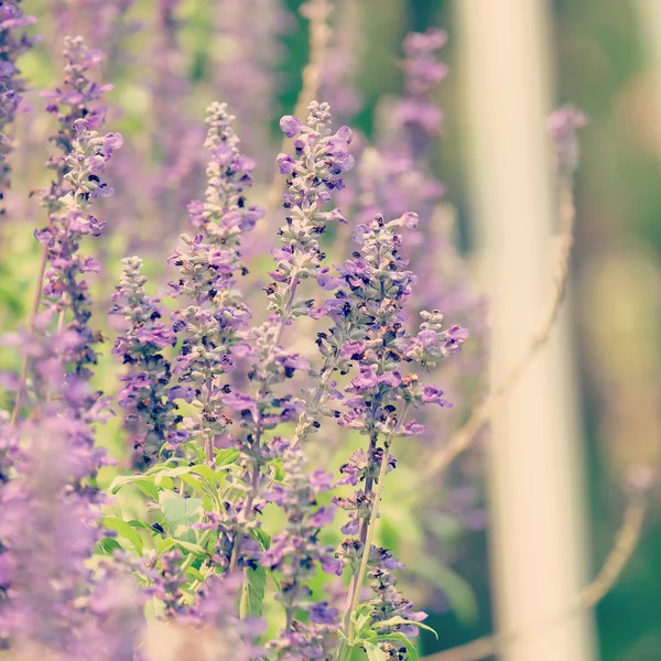 Blumen mit Filtereffekt im Retro-Vintage-Stil — Stockfoto