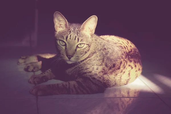 Retrato gato com efeito de filtro retro estilo vintage — Fotografia de Stock