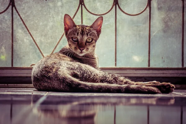 Retrato gato com efeito de filtro retro estilo vintage — Fotografia de Stock