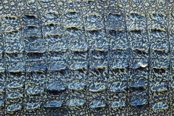 Crocodile skin texture — Stock Photo, Image