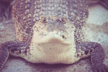 Timsah filtre etkisi retro vintage tarzı ile