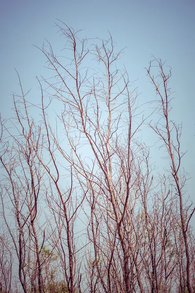 Filtre etkisi retro vintage tarzı ile ölü ağaçlar — Stok fotoğraf