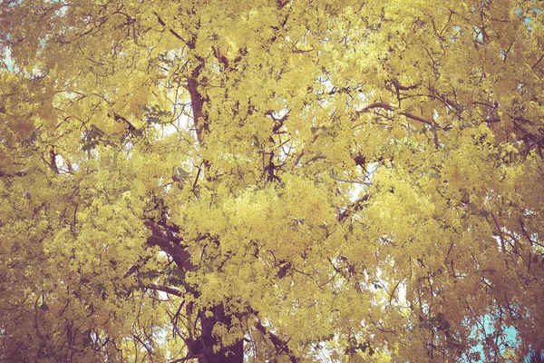 Gelbe Bäume mit Filtereffekt im Retro-Vintage-Stil — Stockfoto