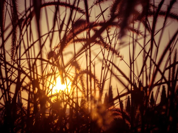 Campo de hierba durante la puesta del sol — Foto de Stock