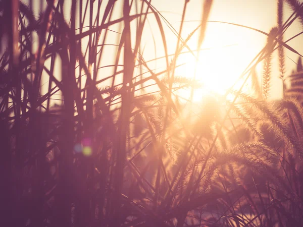Campo de hierba durante la puesta del sol con efecto de filtro estilo vintage retro — Foto de Stock