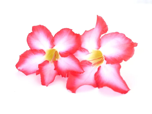 Fondo floral. Primer plano de la flor tropical Pink Adenium. Rosa del desierto sobre fondo blanco aislado. —  Fotos de Stock