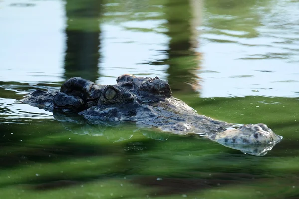 Crocodiles — Stock Photo, Image