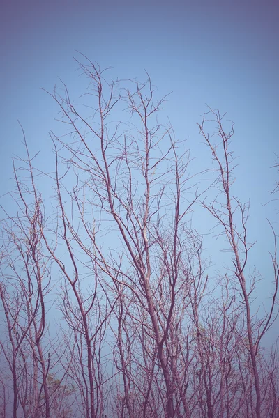 Toter Baum mit Filtereffekt im Retro-Vintage-Stil — Stockfoto