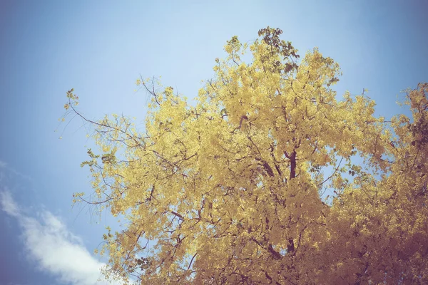 Yellow Trees with filter effect retro vintage style — Stock Photo, Image