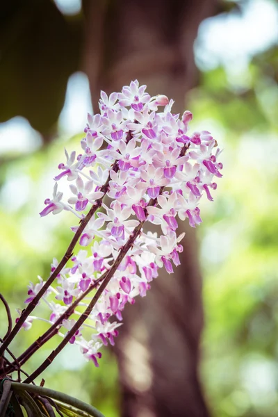 Flores de orquídea com efeito de filtro estilo vintage retro — Fotografia de Stock
