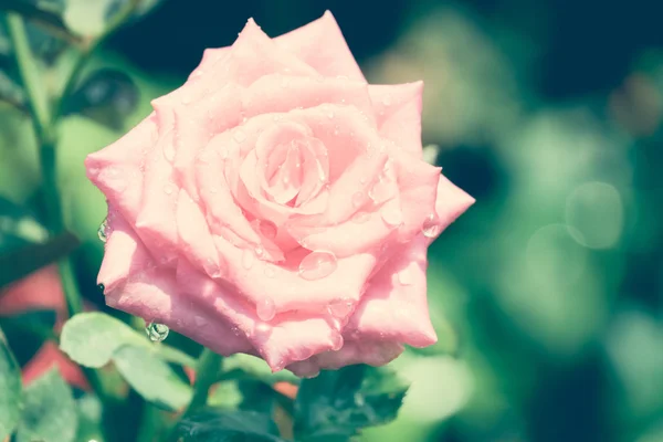 玫瑰与滤波效果复古怀旧风格的花朵 — 图库照片