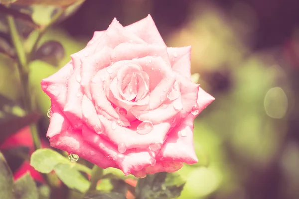 Цветы розы с эффектом фильтра ретро винтажный стиль — стоковое фото