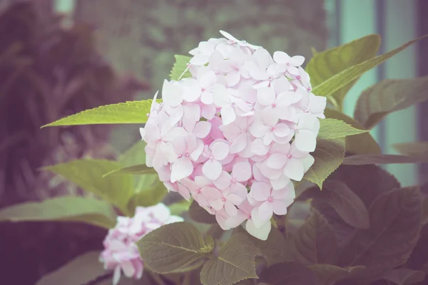 Blommor med filter effekt retro vintage stil — Stockfoto