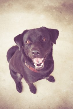 Filtre etkisi retro vintage tarzı ile Siyah labrador köpek