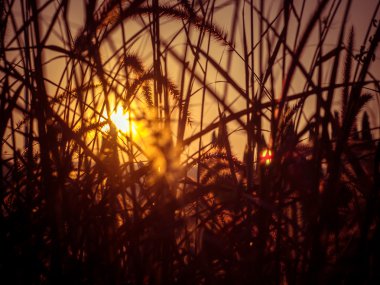 Gün batımında çimen tarlası