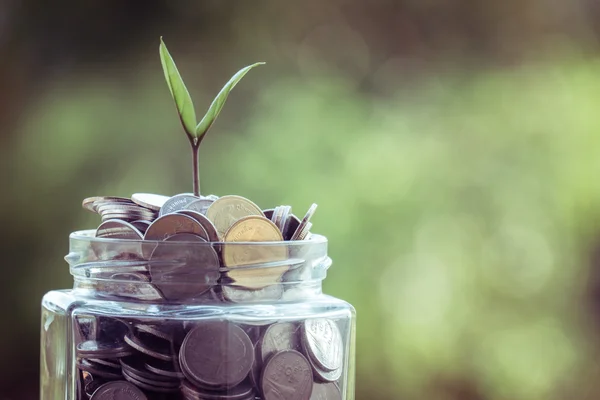 Plant growing out of coins with filter effect retro vintage style — Stock Photo, Image