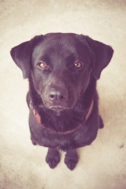 Filtre etkisi retro vintage tarzı ile Siyah labrador köpek