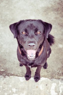 Filtre etkisi retro vintage tarzı ile Siyah labrador köpek