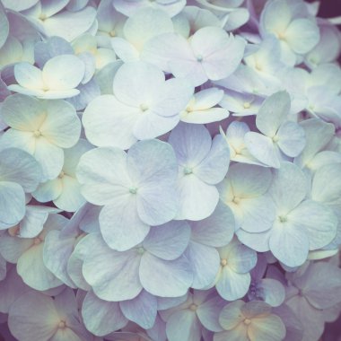 Filtre etkisi retro vintage tarzı çiçeklerle