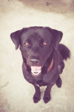 Filtre etkisi retro vintage tarzı ile Siyah labrador köpek