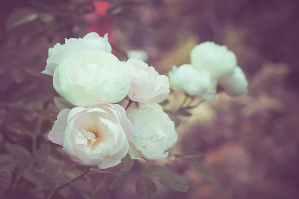 フィルター効果のレトロなビンテージ スタイルの花 — ストック写真