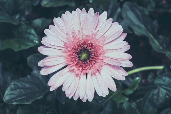 Bloemen met filter effect retro vintage stijl — Stockfoto