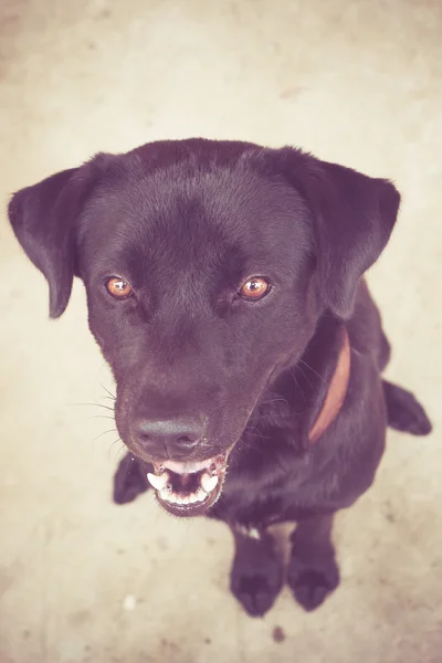 Black labrador cão com efeito de filtro estilo vintage retro — Fotografia de Stock