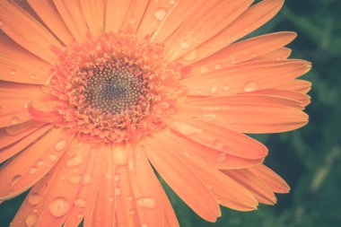 Filtre etkisi retro vintage tarzı çiçeklerle