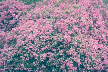 Filtre etkisi retro vintage tarzı çiçeklerle