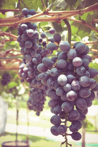 Виноград з ефектом ретро-фільтру — стокове фото
