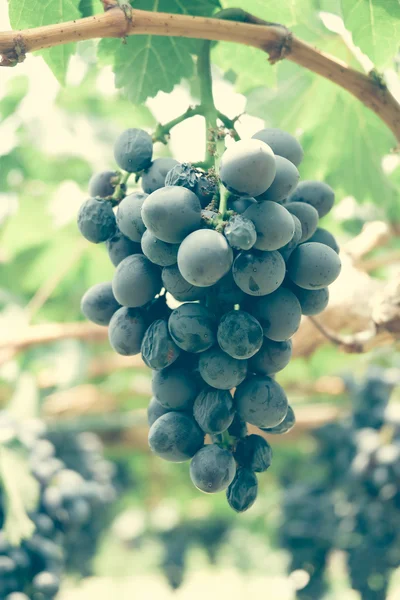 Grapes with retro filter effect — Stock Photo, Image