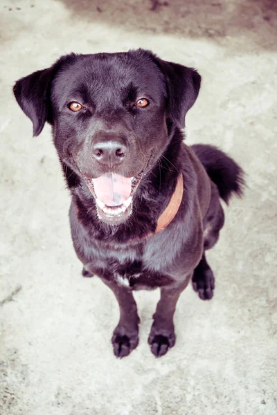 Black labrador cão com efeito de filtro estilo vintage retro — Fotografia de Stock