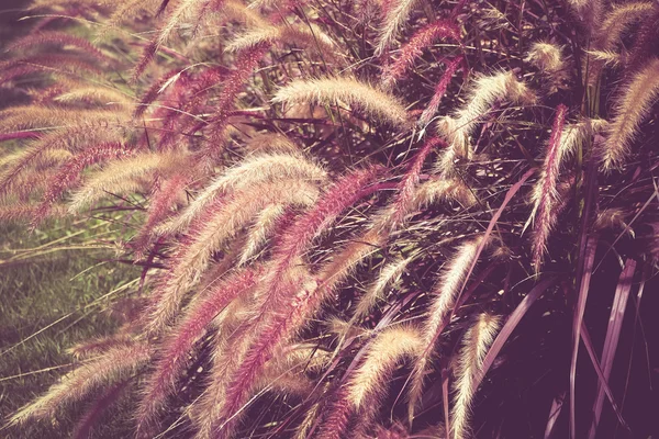 フィルター効果のレトロなビンテージ スタイルを持つ草のフィールド — ストック写真