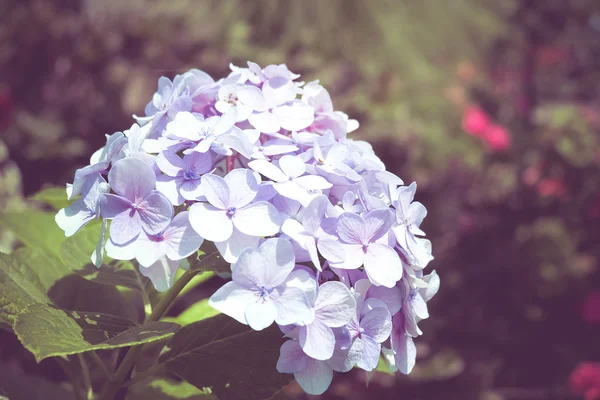 Flores con efecto de filtro estilo retro vintage — Foto de Stock