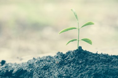 Filtre etkisi retro vintage tarzı ile taze bitki