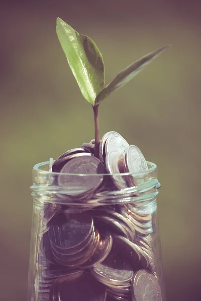 Plant groeit uit munten met filter effect retro vintage styl — Stockfoto