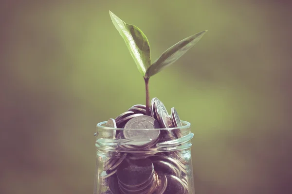 Plant growing out of coins with filter effect retro vintage styl — Stock Photo, Image