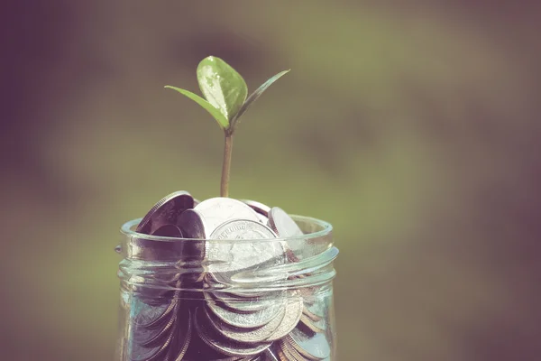 Plant growing out of coins with filter effect retro vintage styl — Stock Photo, Image