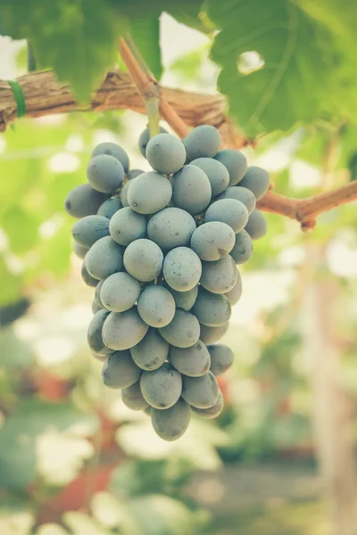 Grapes with retro filter effect — Stock Photo, Image