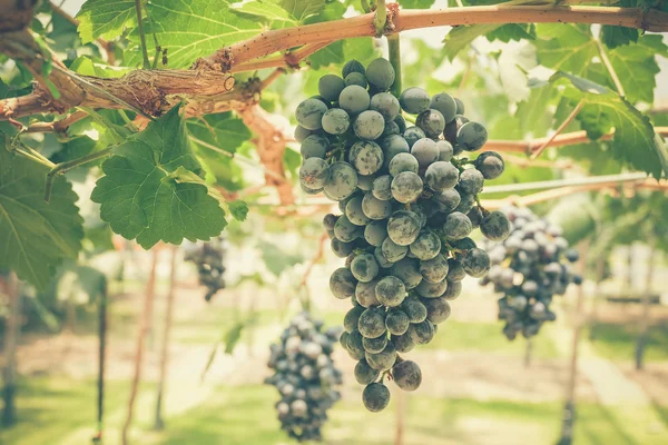 Grapes with retro filter effect — Stock Photo, Image