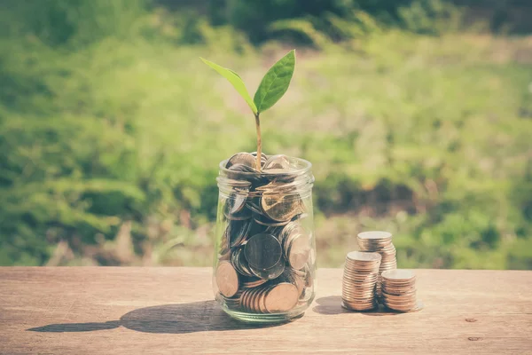 Plant growing out of coins with filter effect retro vintage styl — Stock Photo, Image