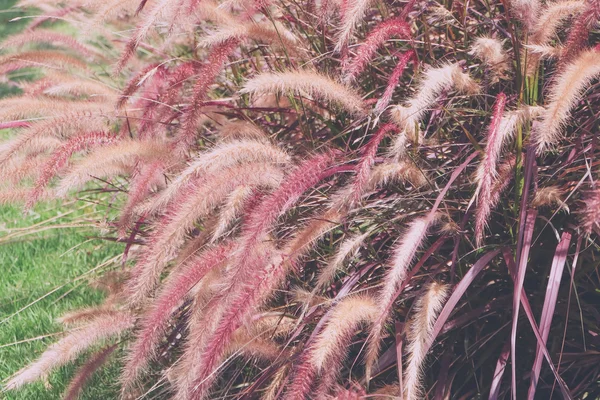 Campo d'erba con effetto filtro retrò stile vintage — Foto Stock