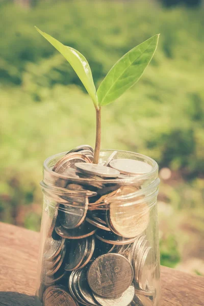 Plant growing out of coins with filter effect retro vintage styl — Stock Photo, Image