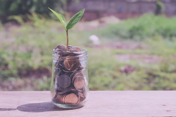 Plant growing out of coins with filter effect retro vintage styl — Stock Photo, Image