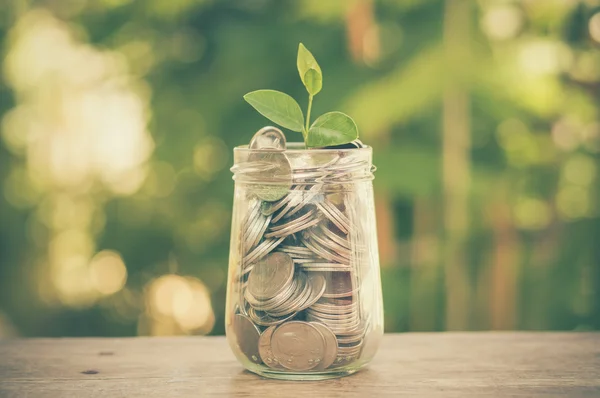 Plant growing out of coins with filter effect retro vintage styl — Stock Photo, Image