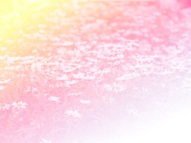 Tatlı renk arka plan tasarlamak yumuşak çiçek ve stil bulanıklık 