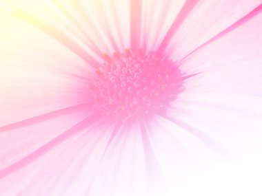 Tatlı renk arka plan tasarlamak yumuşak çiçek ve stil bulanıklık 