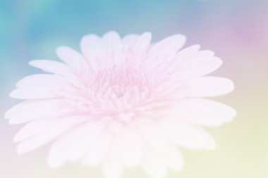 Tatlı renk arka plan tasarlamak yumuşak çiçek ve stil bulanıklık 